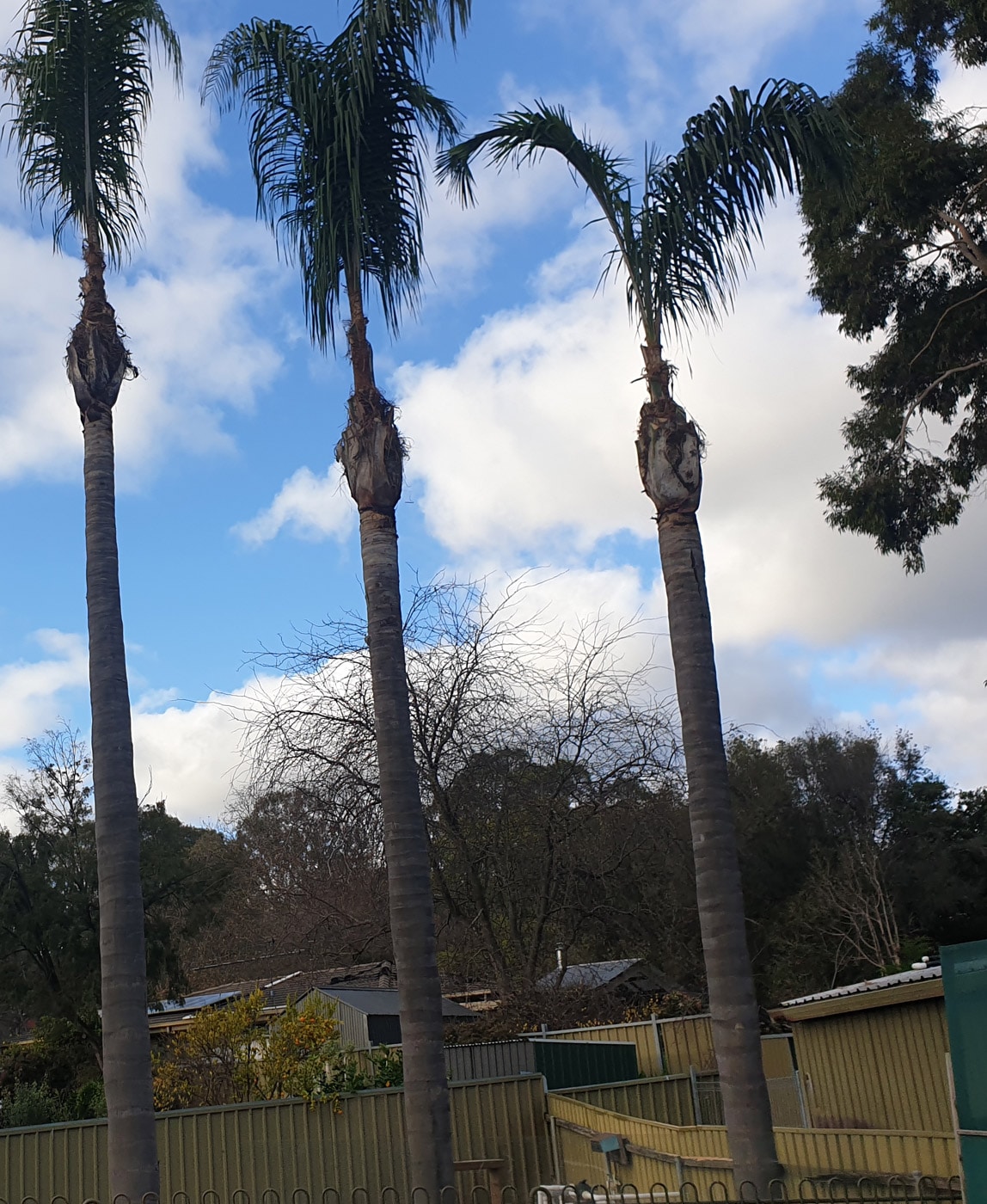 tree removal in Port Noarlunga