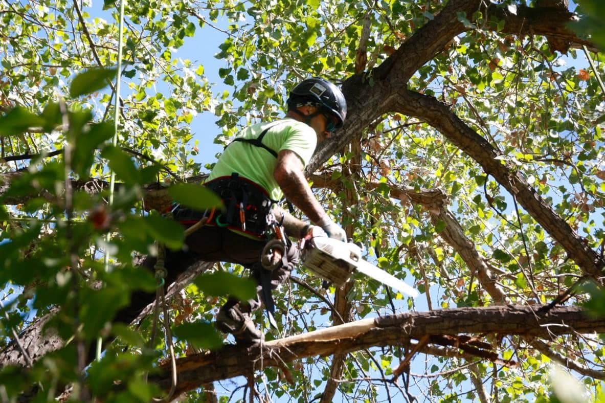 Top 5 Tree Removals in Adelaide