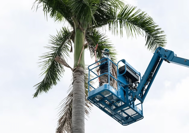 Palm Tree Removal in Adelaide
