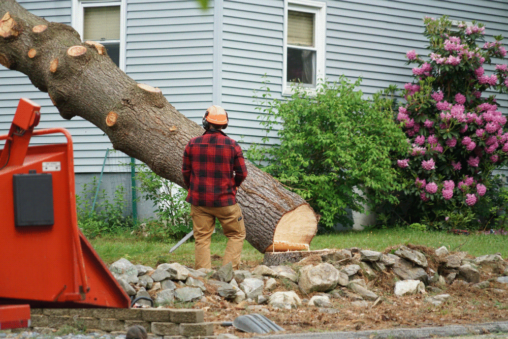 Common Mistakes to Avoid During Tree Removal