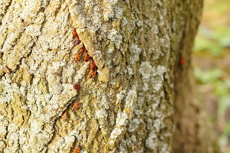 How to Know if my Tree has Termites – Signs of Termites