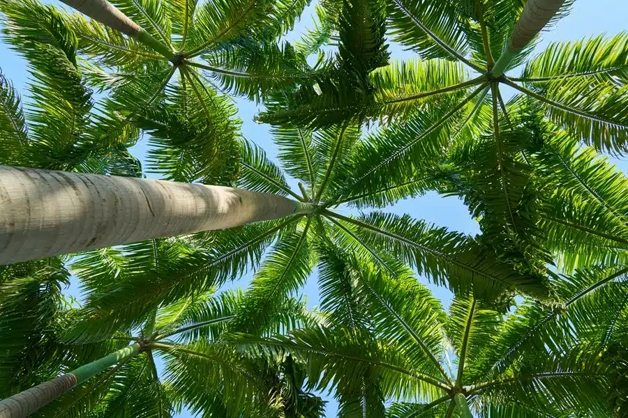 Step By Step Ways to Trim a Palm Trees Efficiently