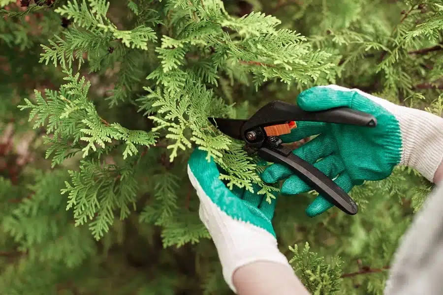 Can a Tree Die from Pruning?