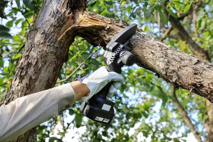 The right and wrong ways to prune and trim a tree
