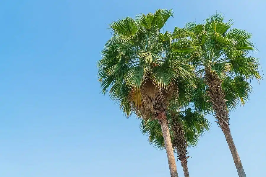 What happens if you cut down a palm tree?