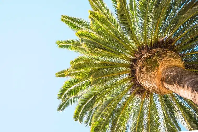 Signs of a Dying Palm Tree & How to Save it