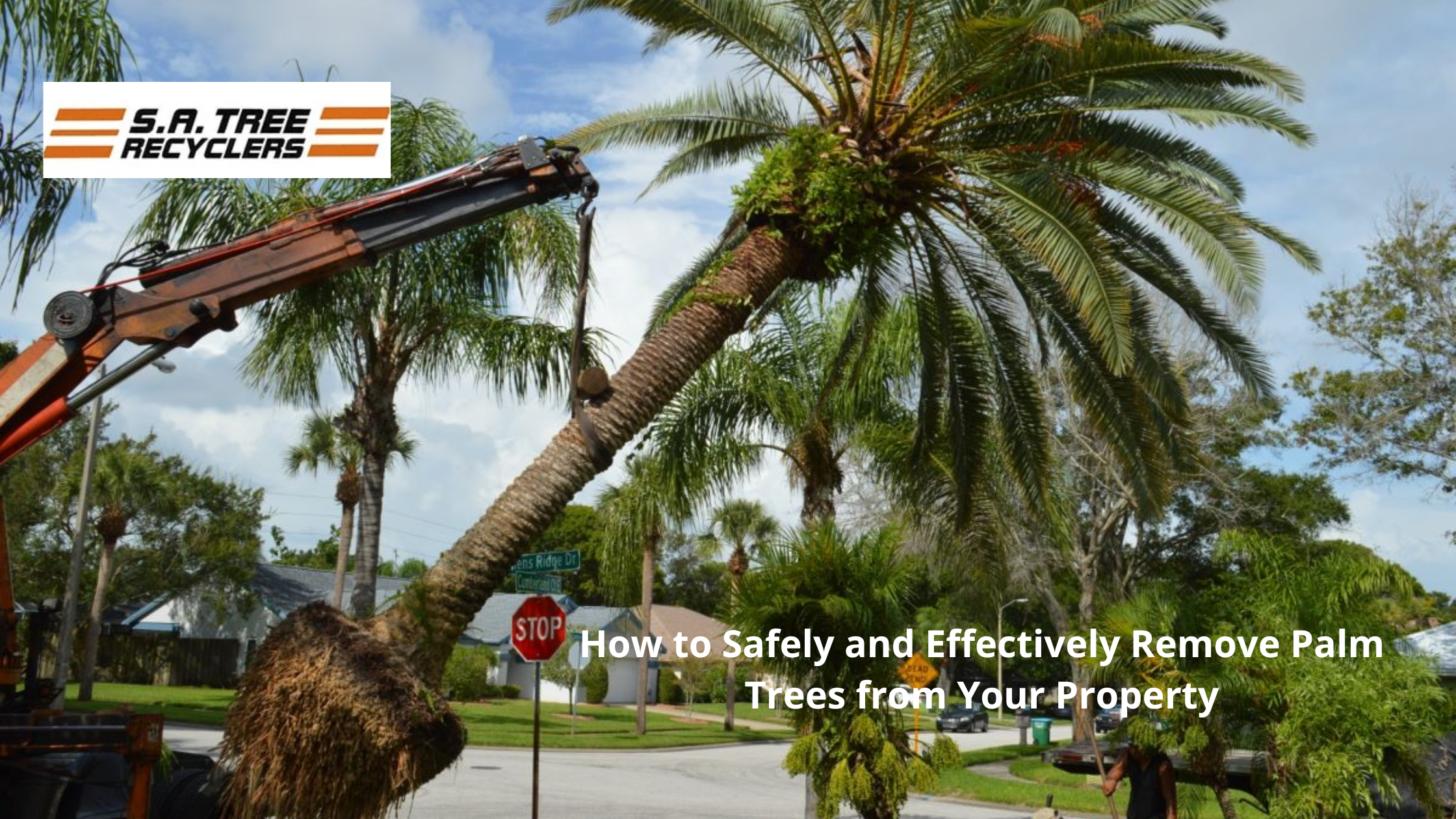 How to Safely and Effectively Remove Palm Trees from Your Property