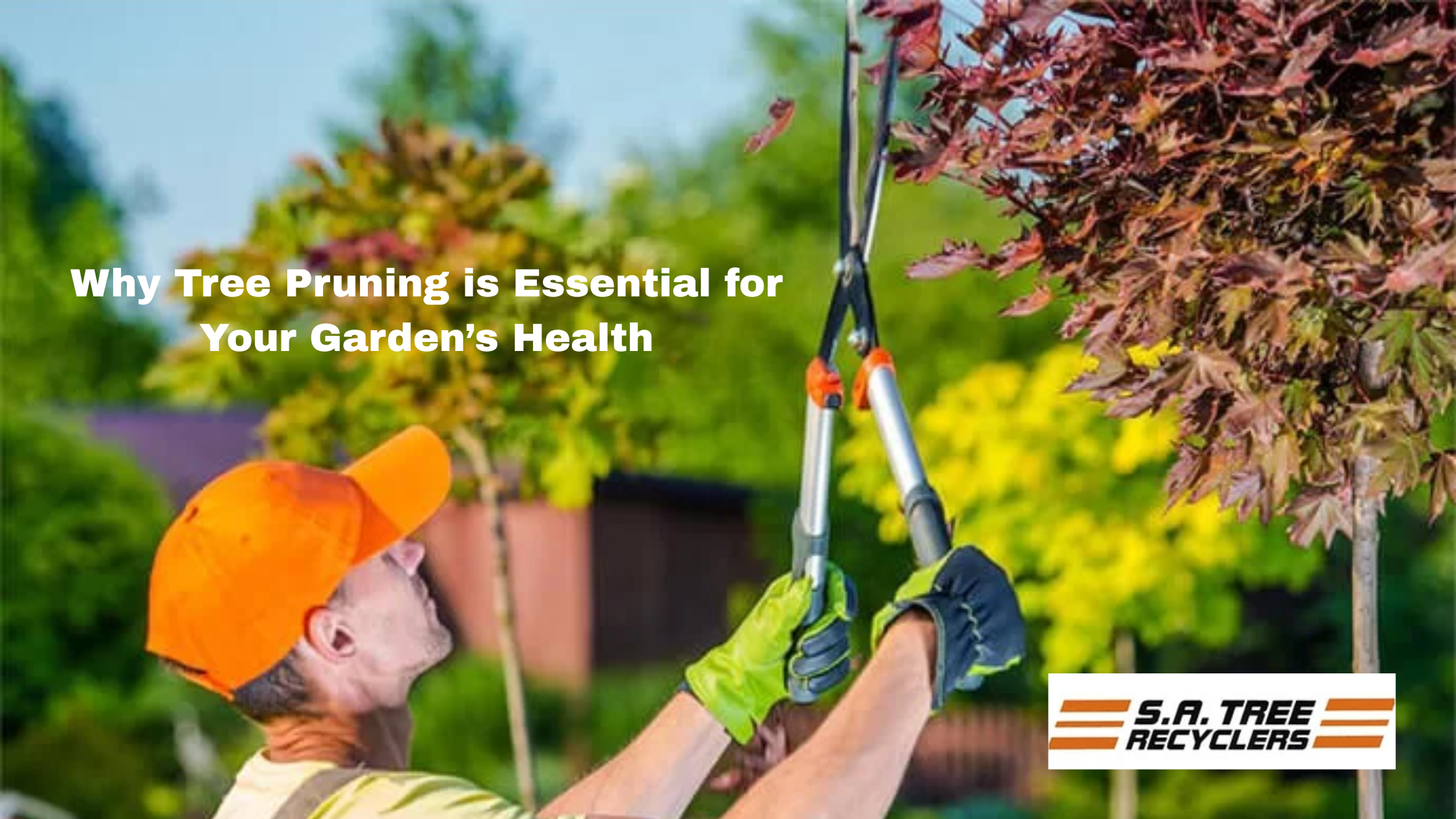 Why Tree Pruning is Essential for Your Garden’s Health
